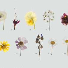 Pressed Dry Flowers & Herbs Vol.2