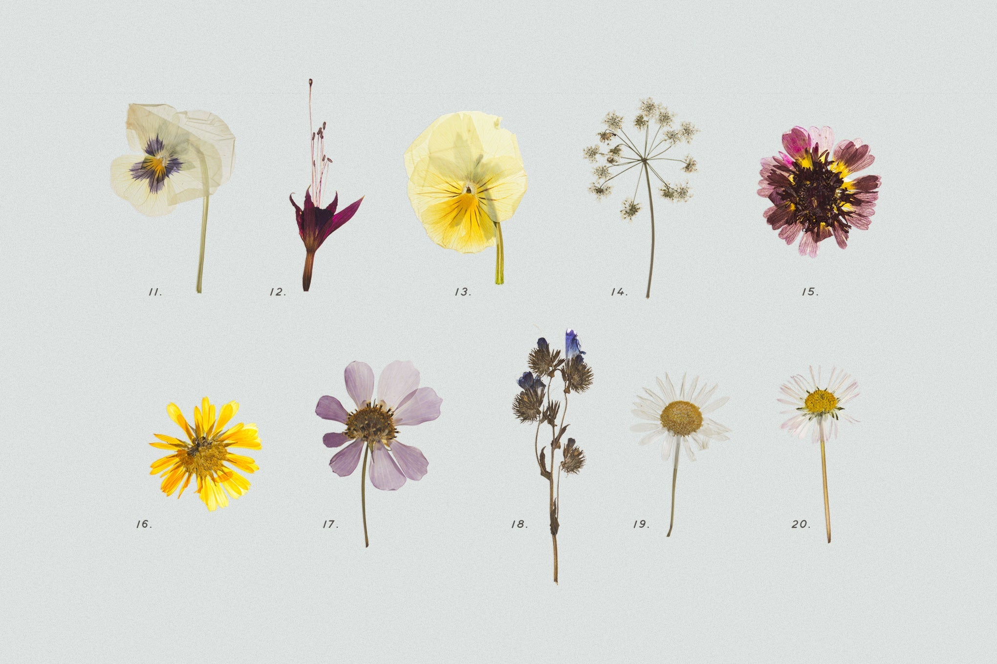 Pressed Dry Flowers & Herbs Vol.2