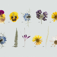Pressed Dry Flowers & Herbs Vol.2