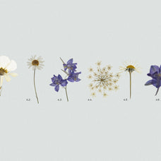 Pressed Dry Flowers & Herbs Vol.2