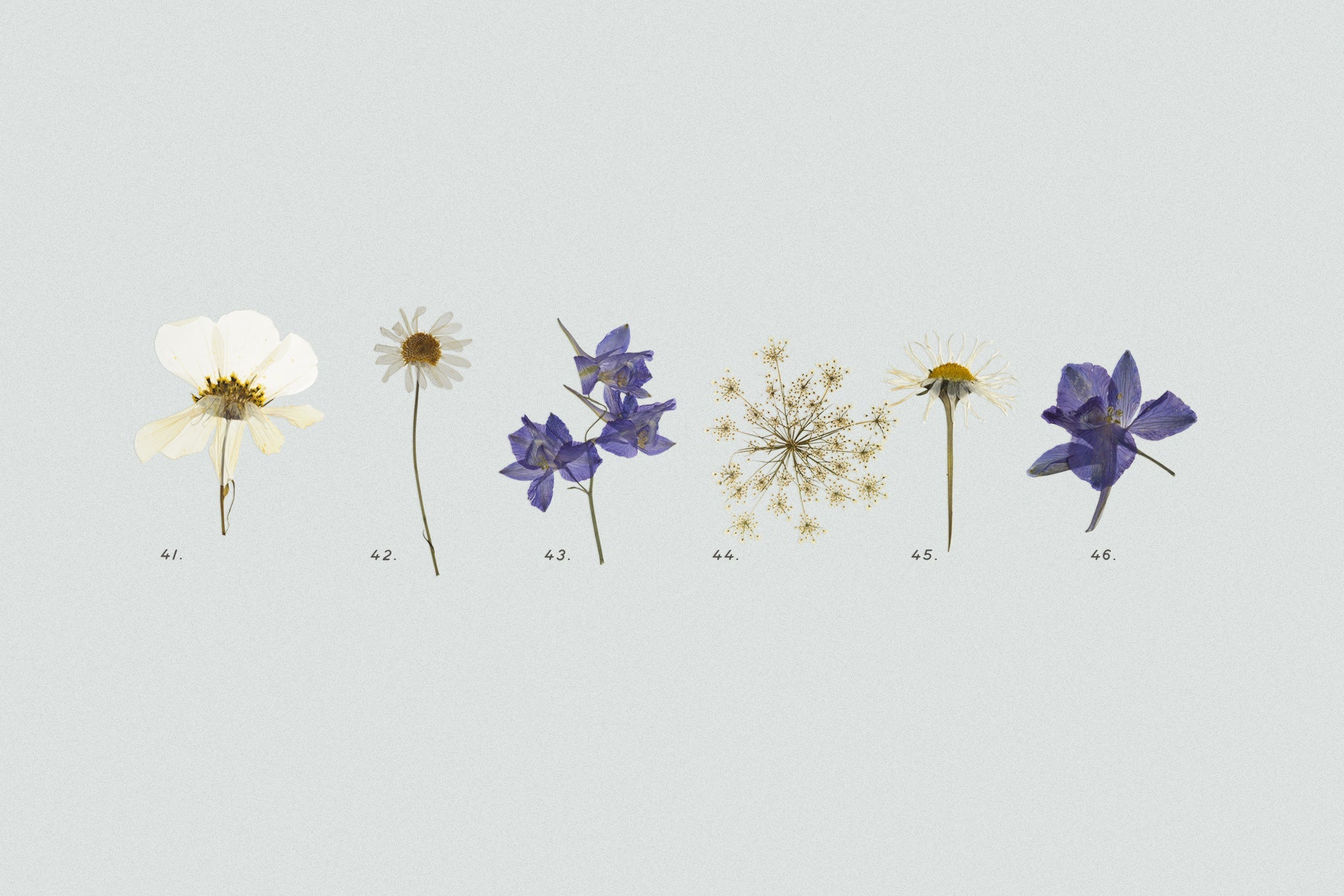 Pressed Dry Flowers & Herbs Vol.2