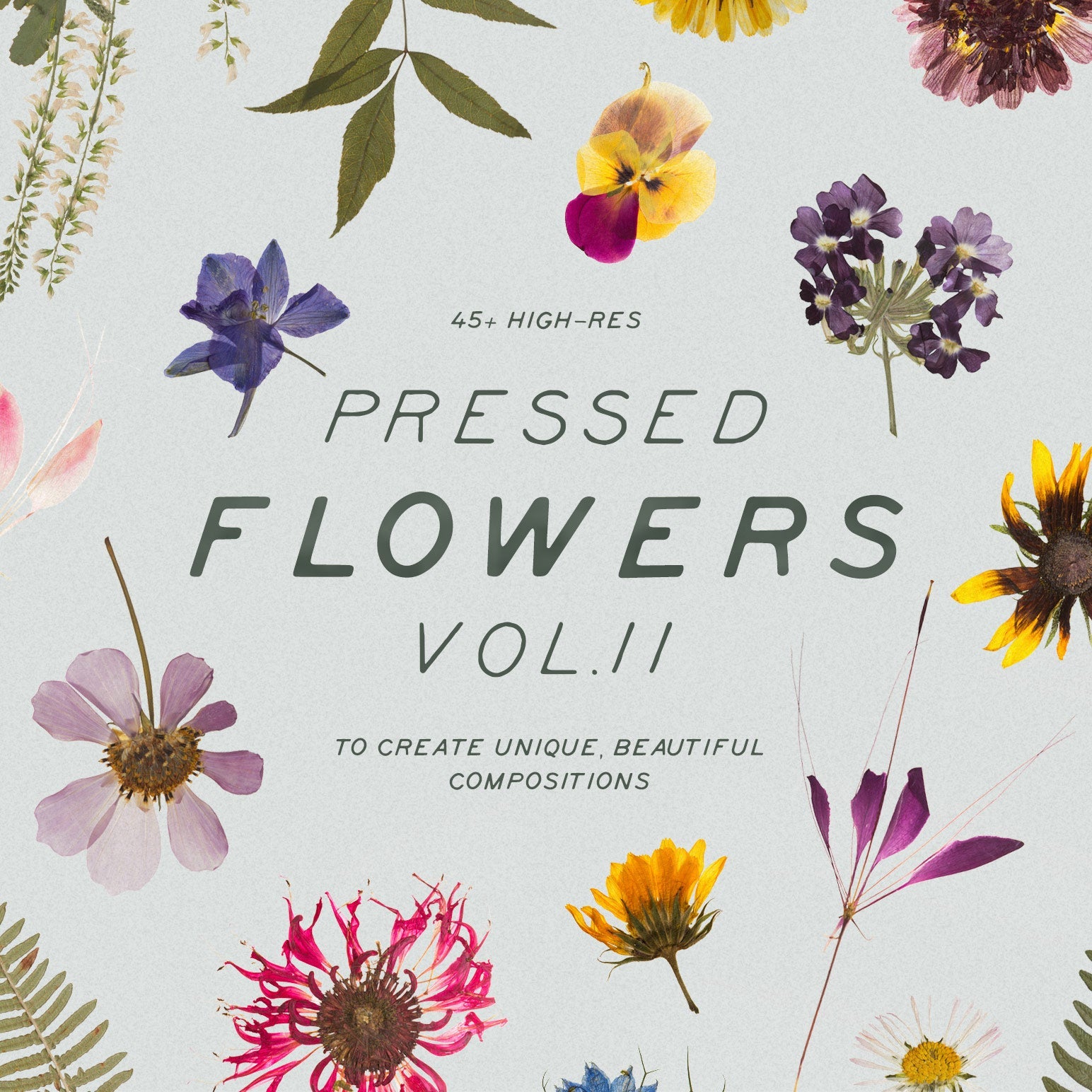 Pressed Dry Flowers & Herbs Vol.2