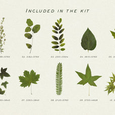 Pressed Green Leaves Vol.5