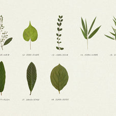 Pressed Green Leaves Vol.5