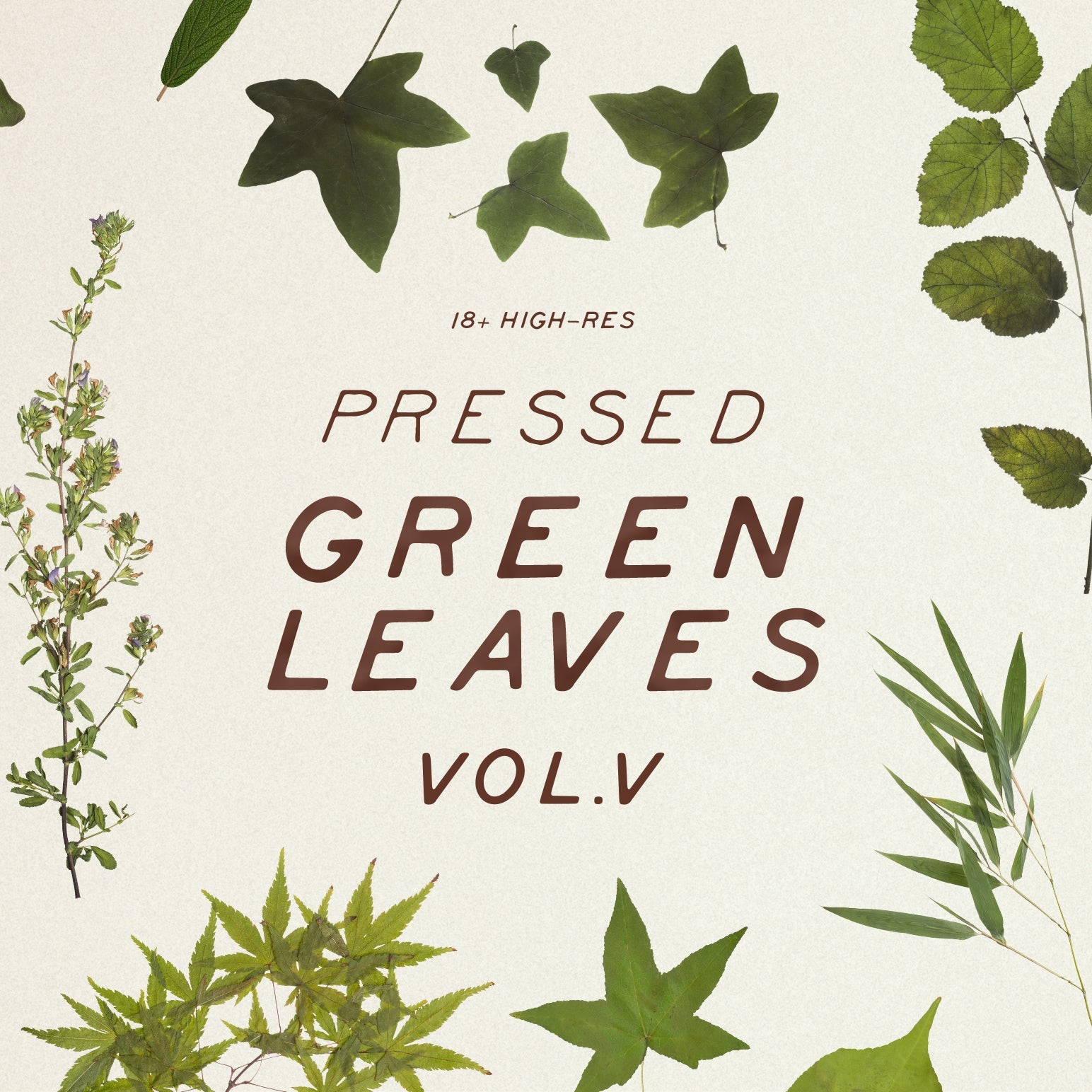 Pressed Green Leaves Vol.5