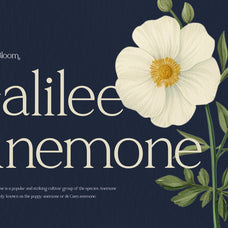 raveny-elegant-display-font-vadova-studio-3.jpg