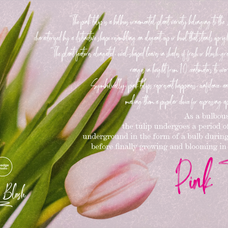 reumantic-blush-tyedge-studio-4.png