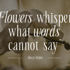 seraline-orchid-modern-elegant-serif-roomspace-creative-lab-2.png