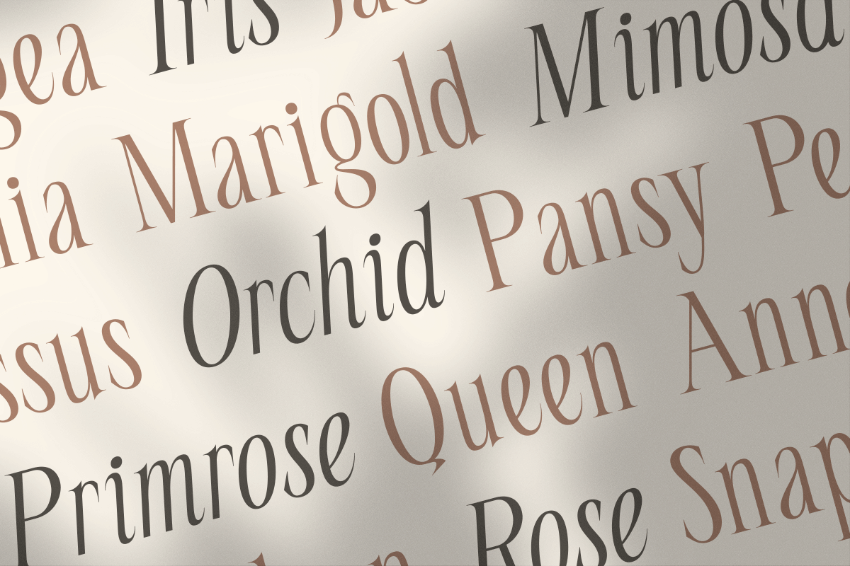 seraline-orchid-modern-elegant-serif-roomspace-creative-lab-9.png