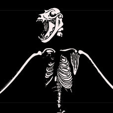 Skeletons & Bones