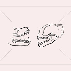 Skeletons & Bones