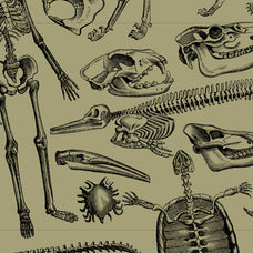 Skeletons & Bones