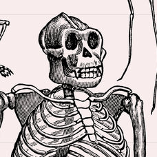 Skeletons & Bones