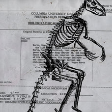 Skeletons & Bones