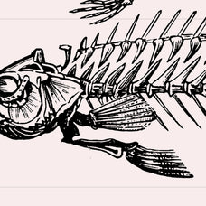 Skeletons & Bones