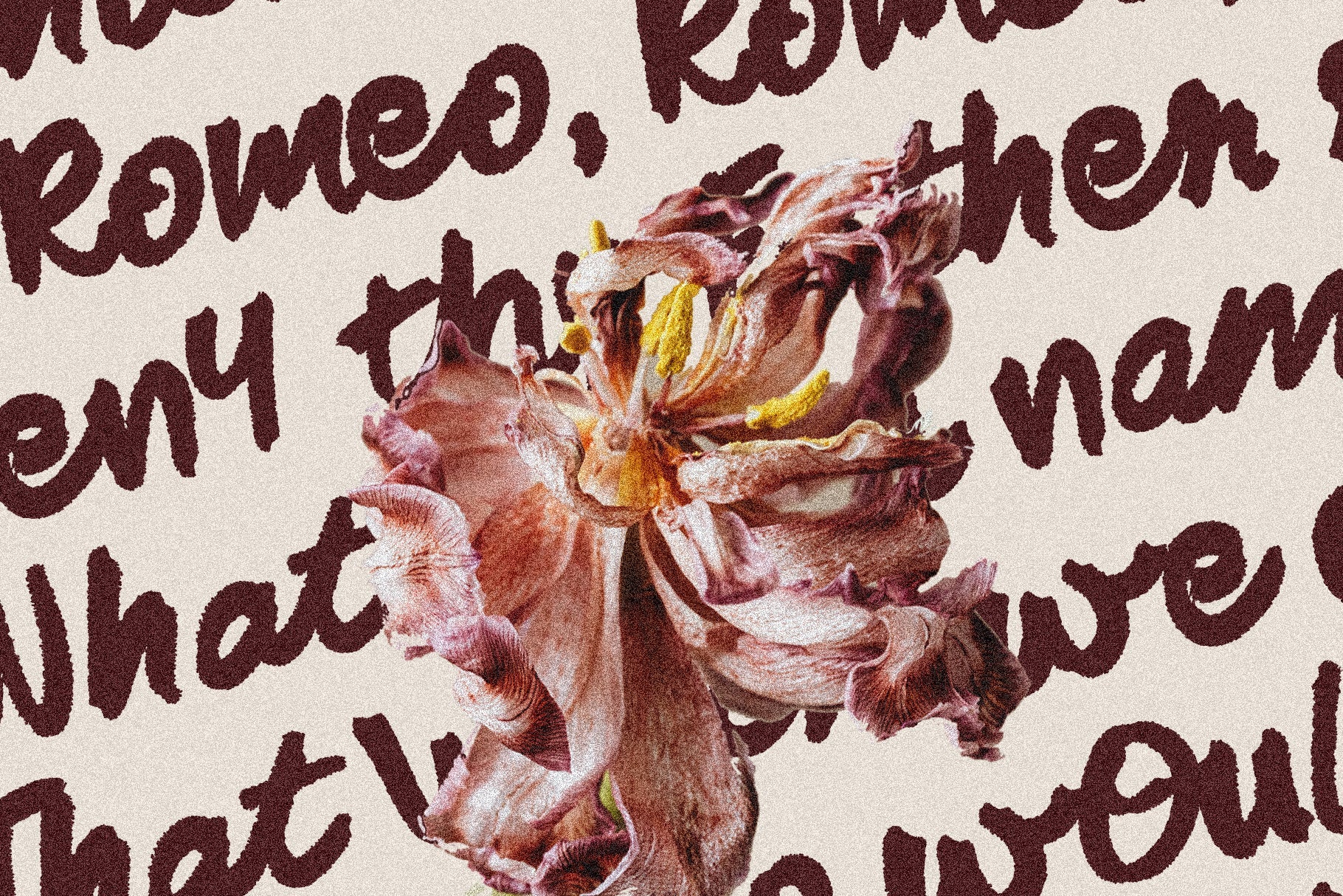 SLTF Midnight Chianti - Bold Handwritten Font