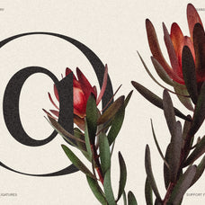 SLTF Night Windfall - Sans & Serif Font Duo