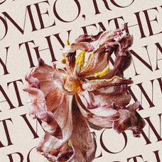 SLTF Night Windfall - Sans & Serif Font Duo