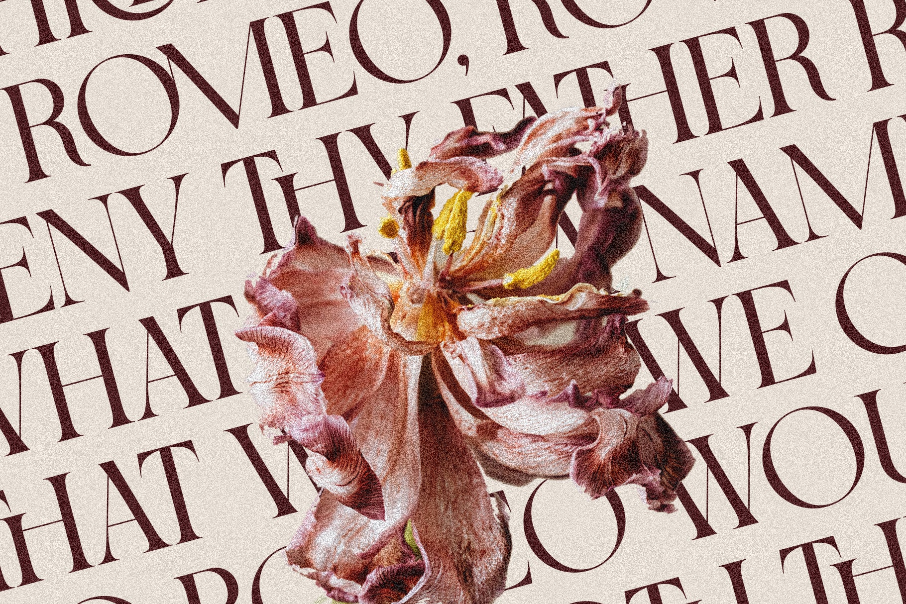 SLTF Night Windfall - Sans & Serif Font Duo