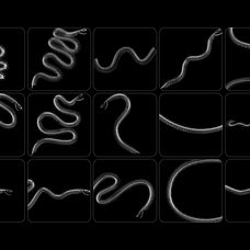 Snake Rib