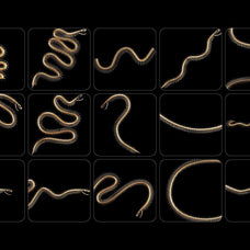 Snake Rib