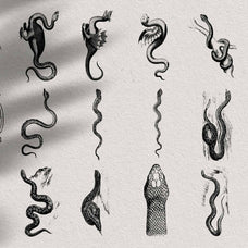 Snakes & Dragons