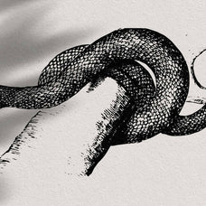 Snakes & Dragons