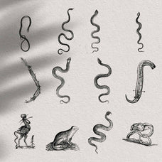 Snakes & Dragons