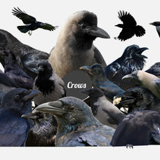 The Crow's Nest Collage Creator