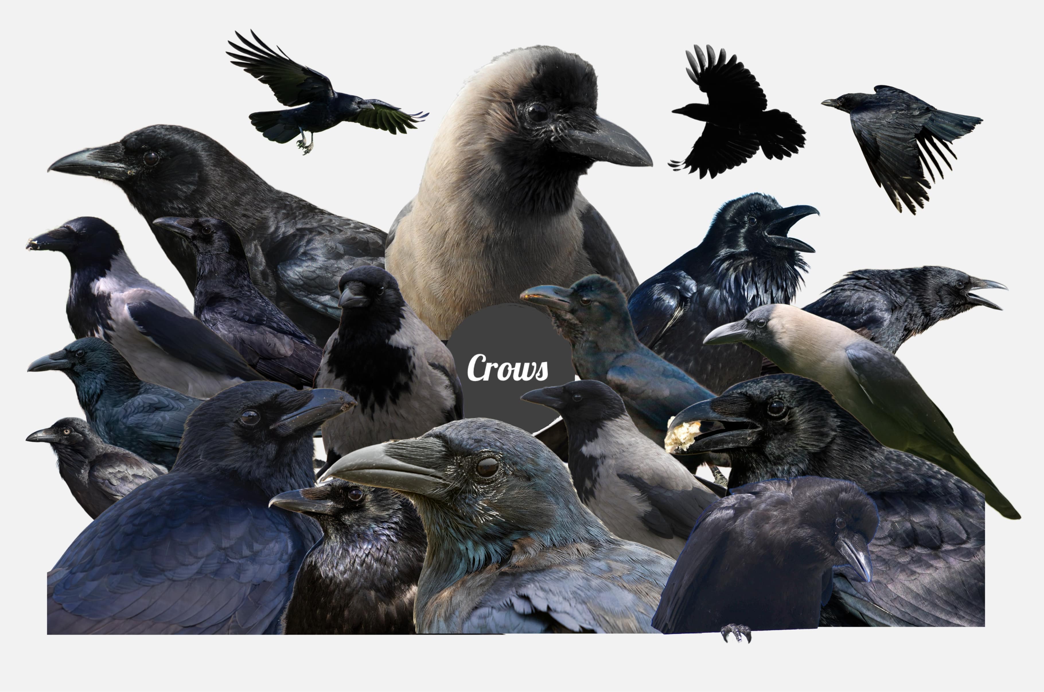 The Crow's Nest Collage Creator