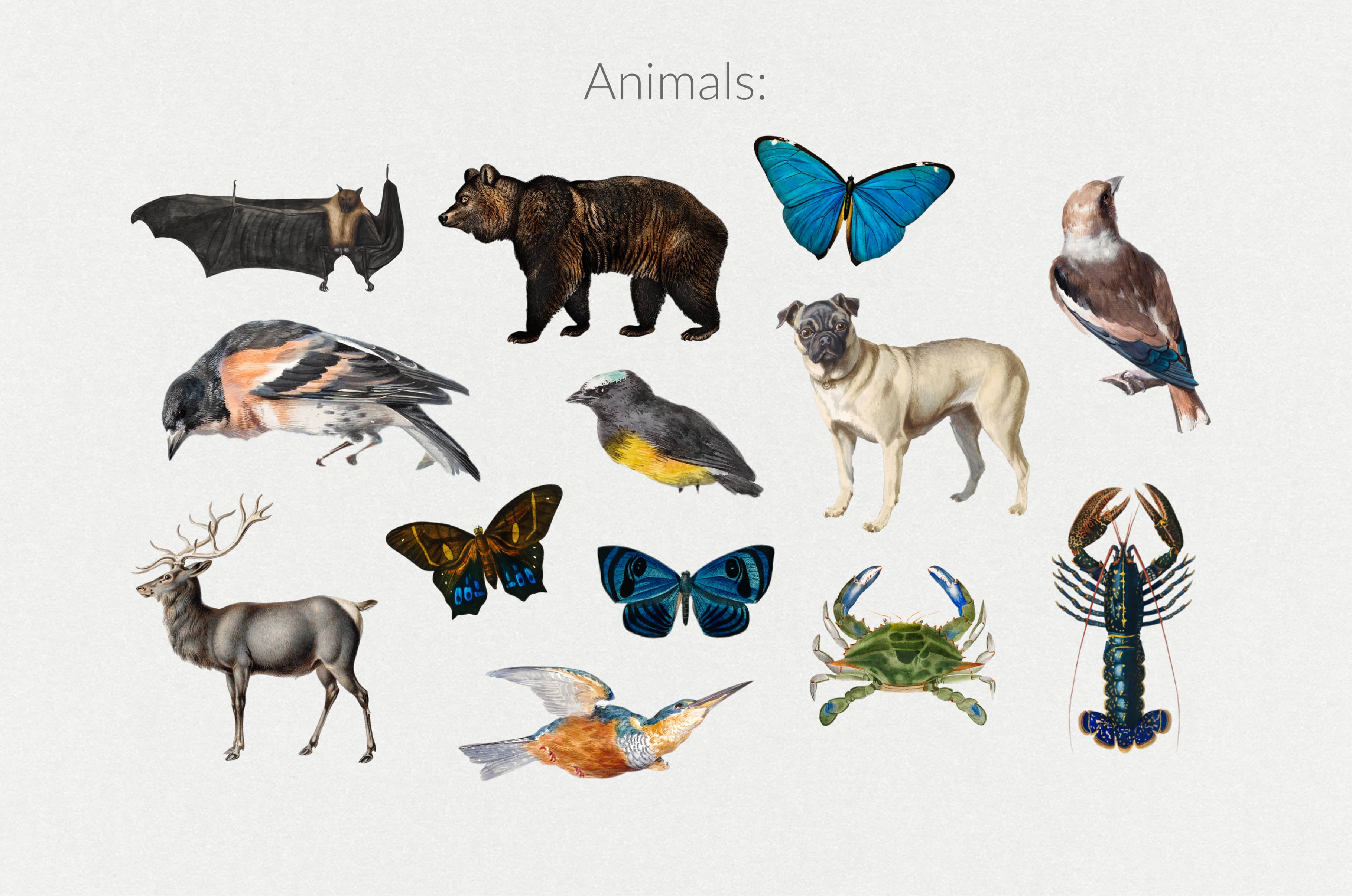 The Minimalist Collage Creator