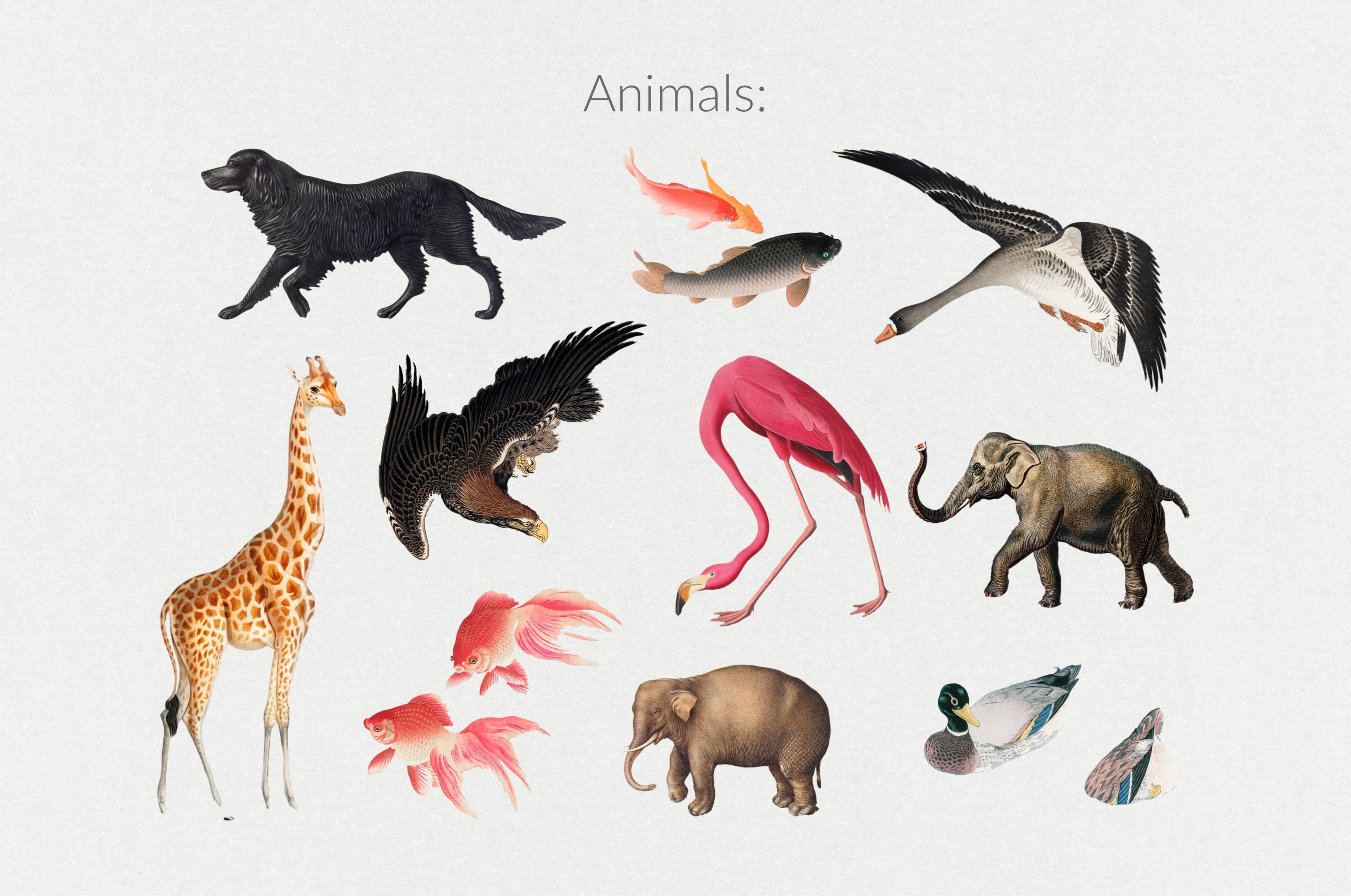 The Minimalist Collage Creator