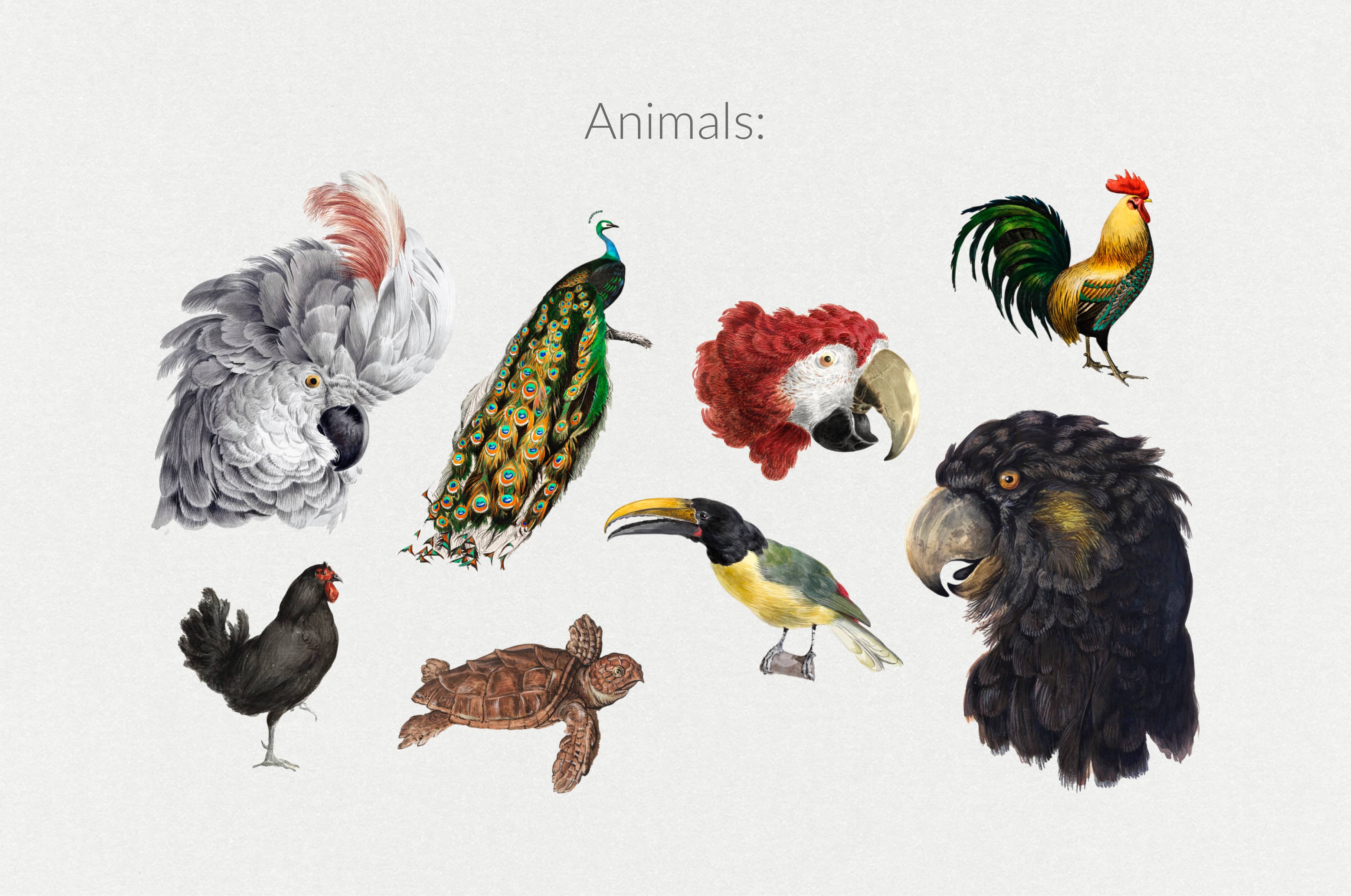 The Minimalist Collage Creator