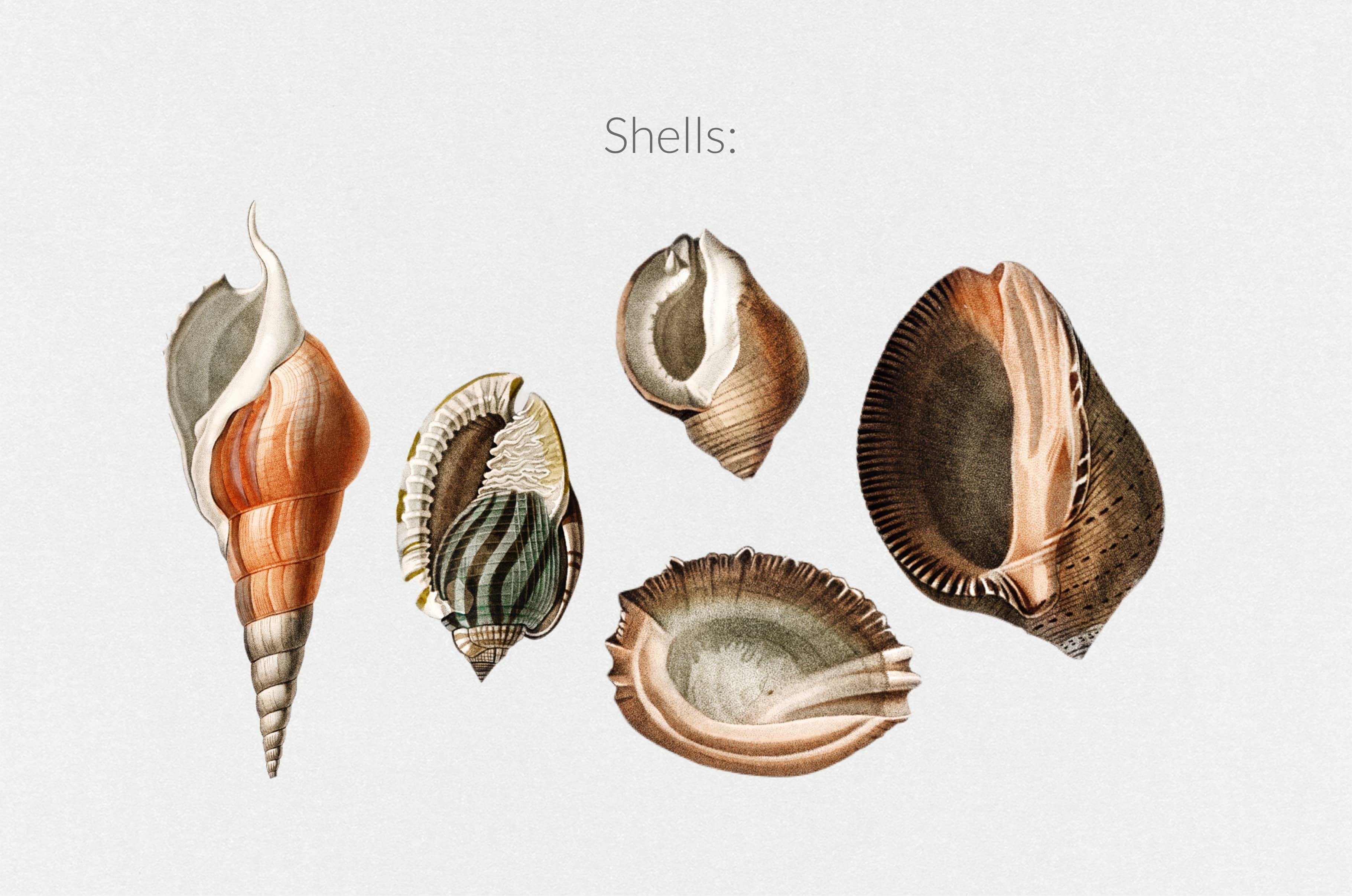 The Minimalist Collage Creator