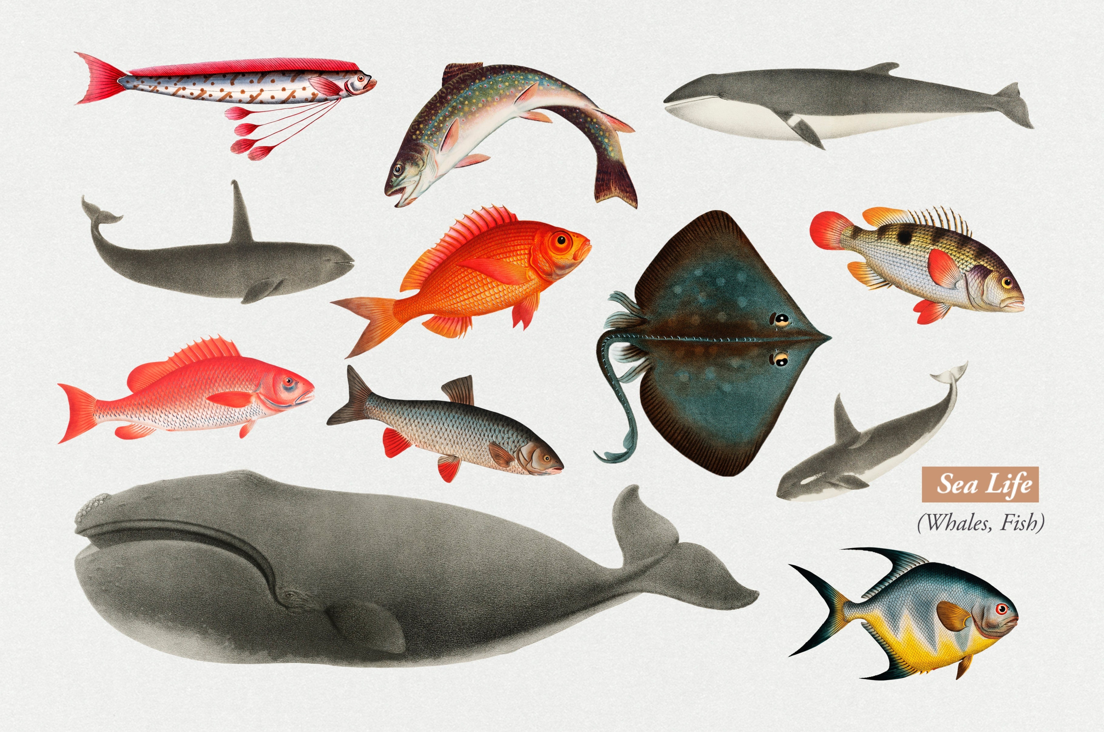 The Vintage Collage Creator - Childhood Memories