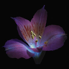 ultraviolet-flowers-pack-v1-gfx-database-3.jpg