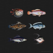 unusual-vintage-fish-illustrations-gfx-database-2.jpg