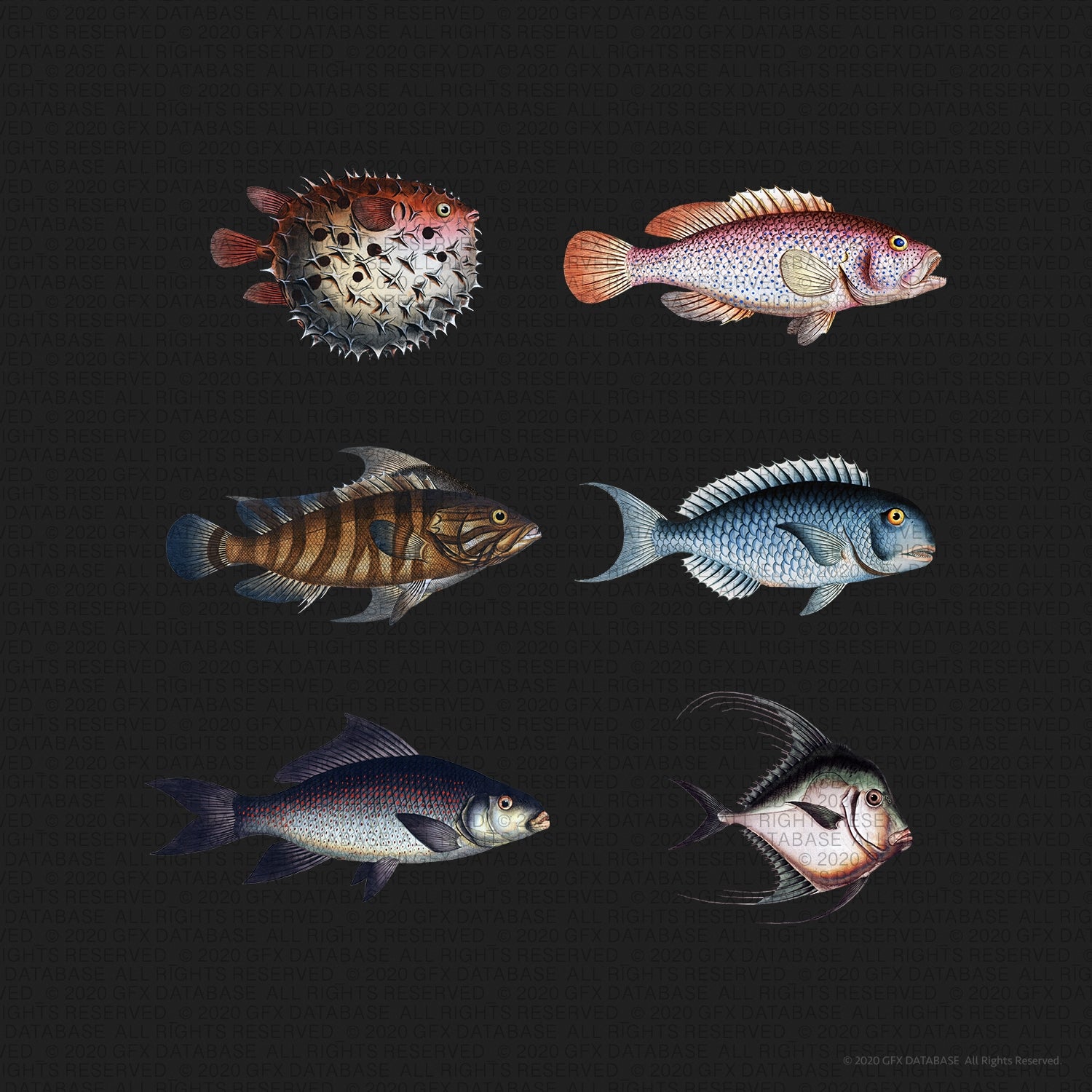 unusual-vintage-fish-illustrations-gfx-database-2.jpg