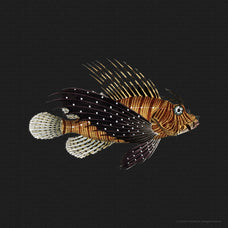 unusual-vintage-fish-illustrations-gfx-database-3.jpg