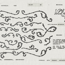 velvet-26-botanical-typeface-softulka-6.jpg