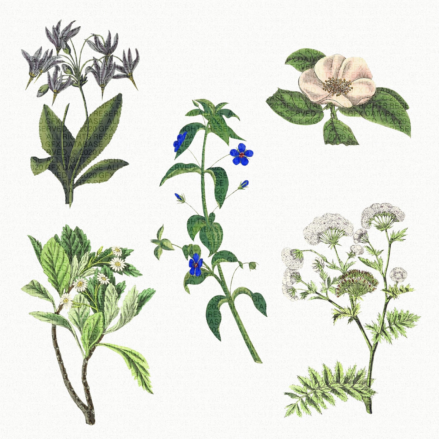 vintage-greenery-illustrations-gfx-database-2.jpg