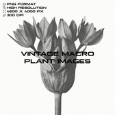 Vintage Macro Plant Images