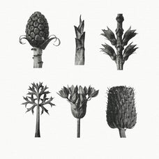 vintage-macro-plant-images-gfx-database-2.jpg