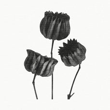 vintage-macro-plant-images-gfx-database-3.jpg