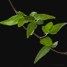 x12-vine-graphics-pack-v1-gfx-database-2.jpg