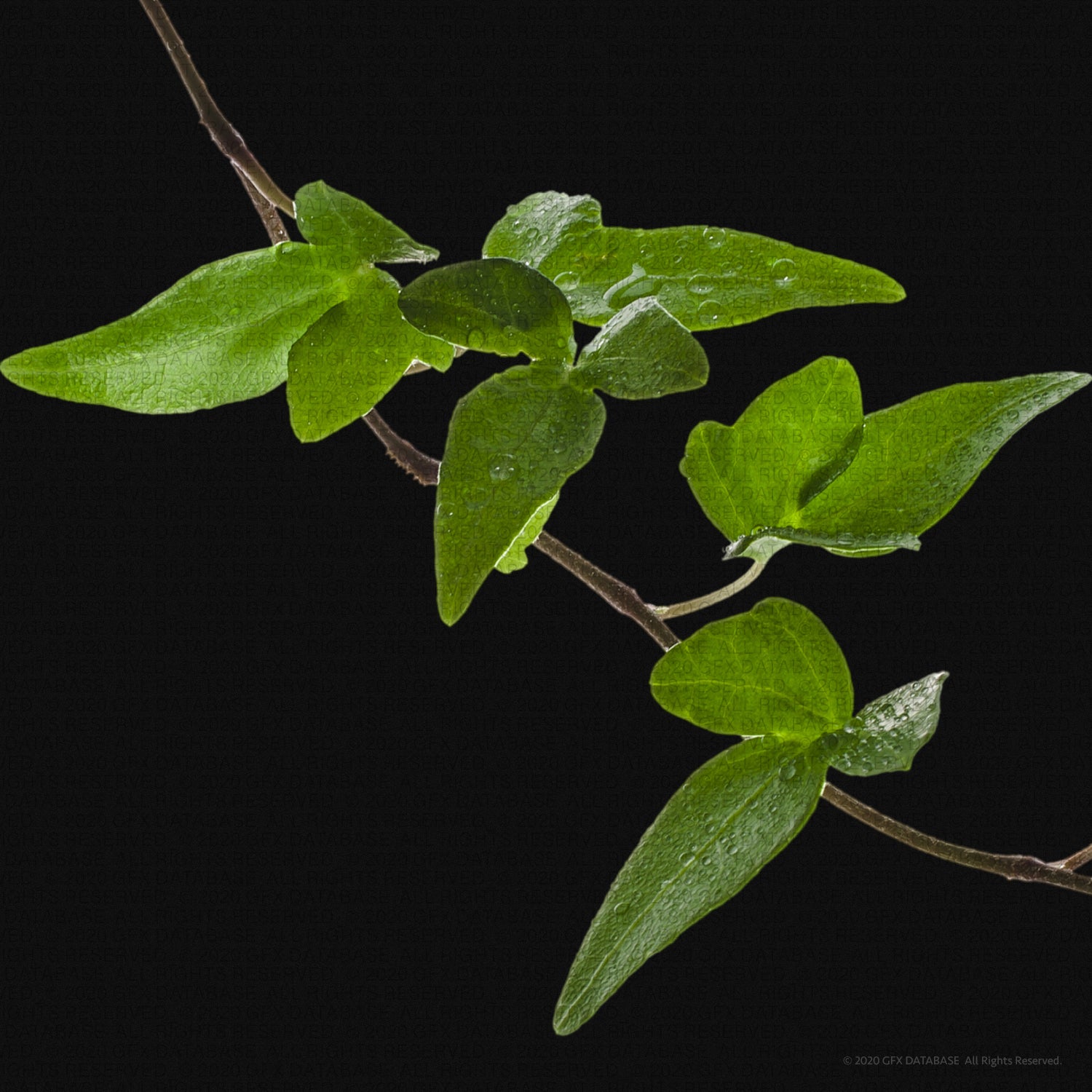 x12-vine-graphics-pack-v1-gfx-database-2.jpg