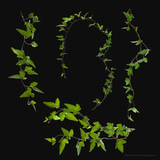 x12-vine-graphics-pack-v1-gfx-database-3.jpg