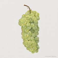 x40-fruit-and-veg-illustrations-v1-gfx-database-3.jpg